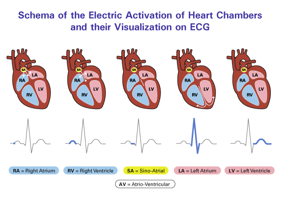 Schema of the electric activation of heart chambers and their visualization on ECG